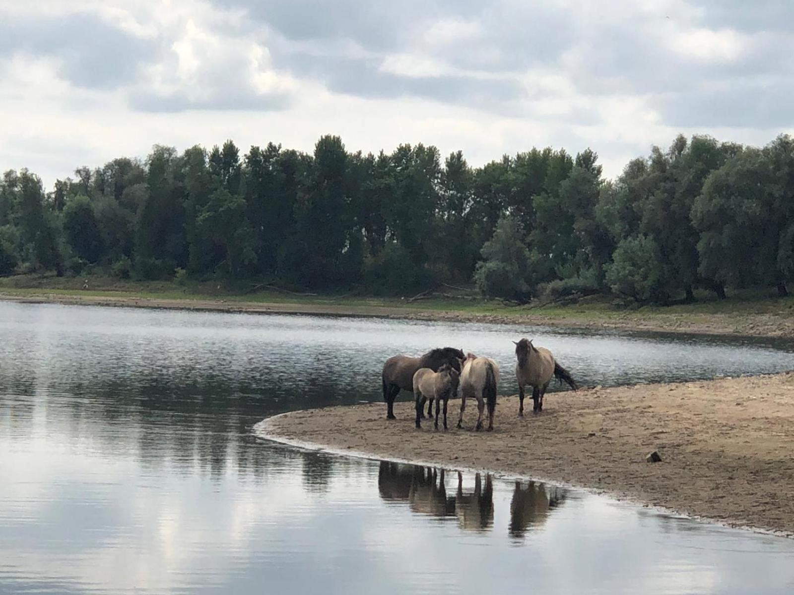 De Hazelaarshof Luxe Glampingtent Bij Natuurgebied De Millingerwaard Kekerdom 外观 照片